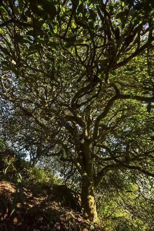 2023年鎮(zhèn)沅老烏山古樹春茶品質(zhì)如何？