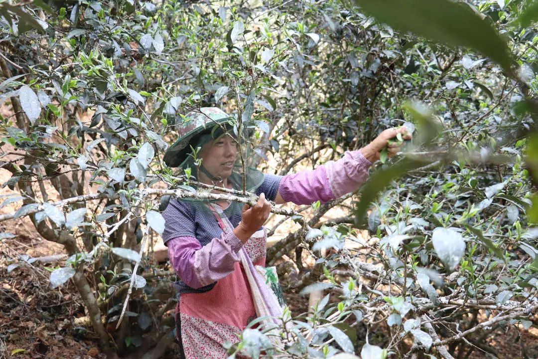 2023年普洱老安寨古樹春茶口感怎么樣？