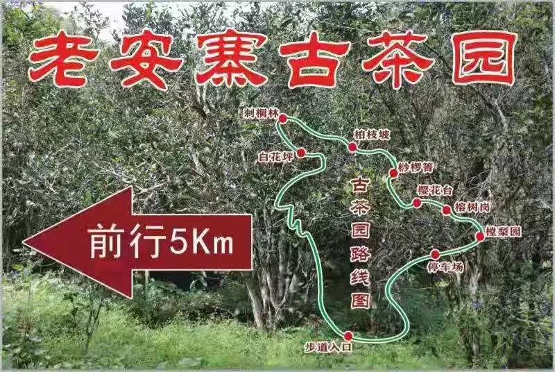 2023年普洱老安寨古樹春茶品質(zhì)如何？
