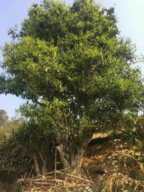 2023年千家寨古樹春茶特點是什么？