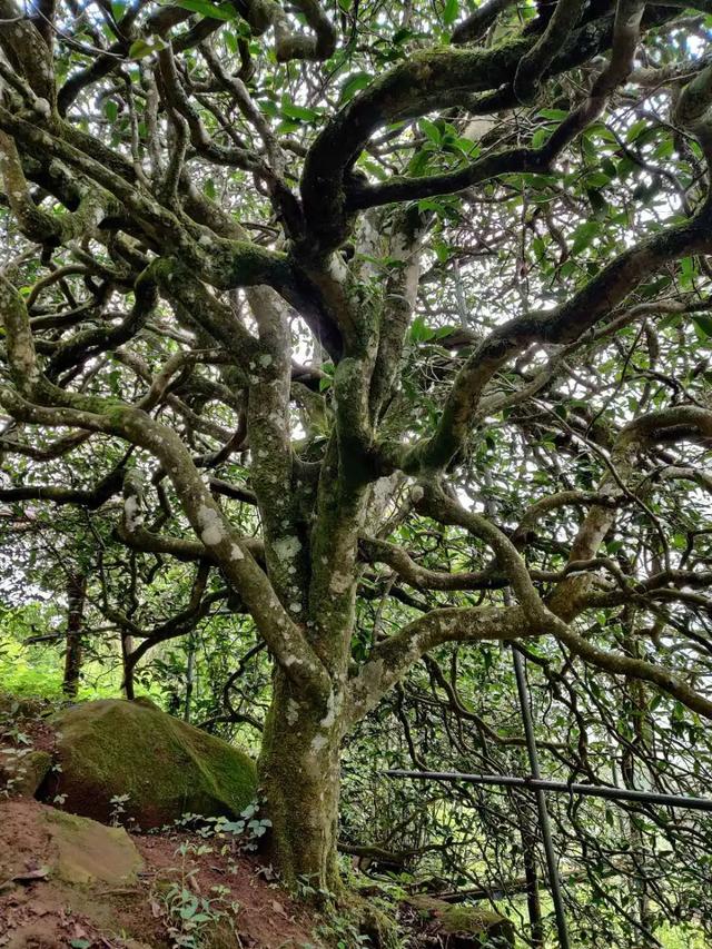 2023年千家寨古樹(shù)春茶品質(zhì)如何？