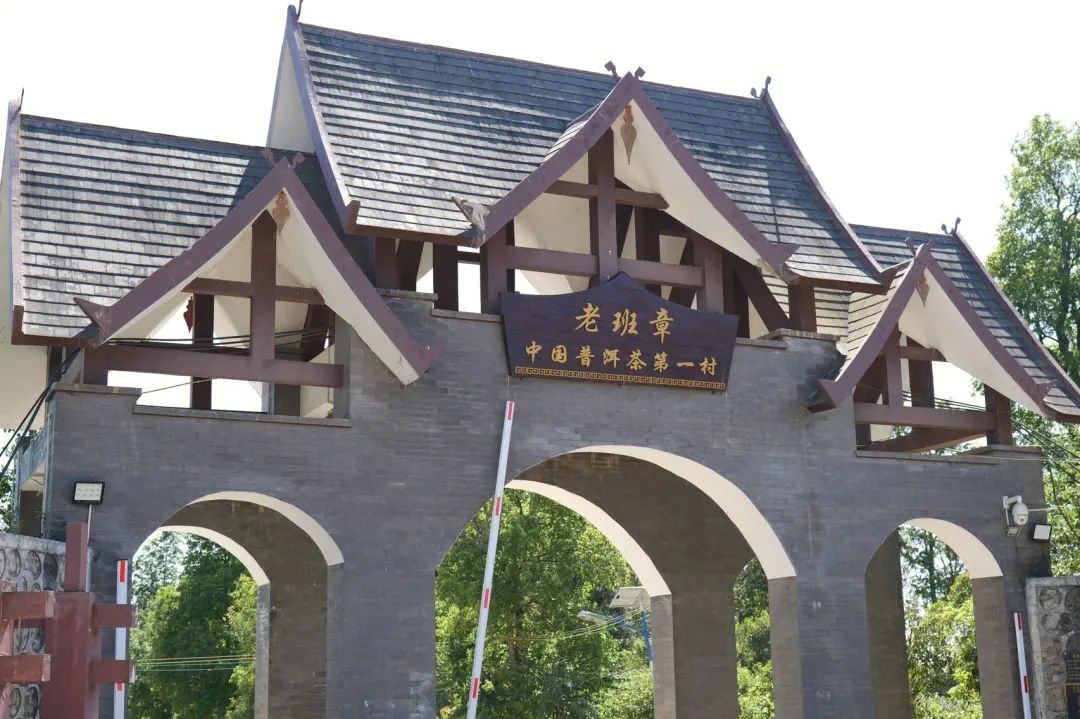 2024年老班章古樹春茶價格是多少？