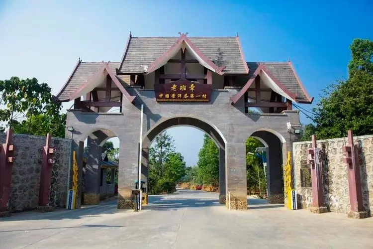 2024年老班章古樹春茶口感是什么？