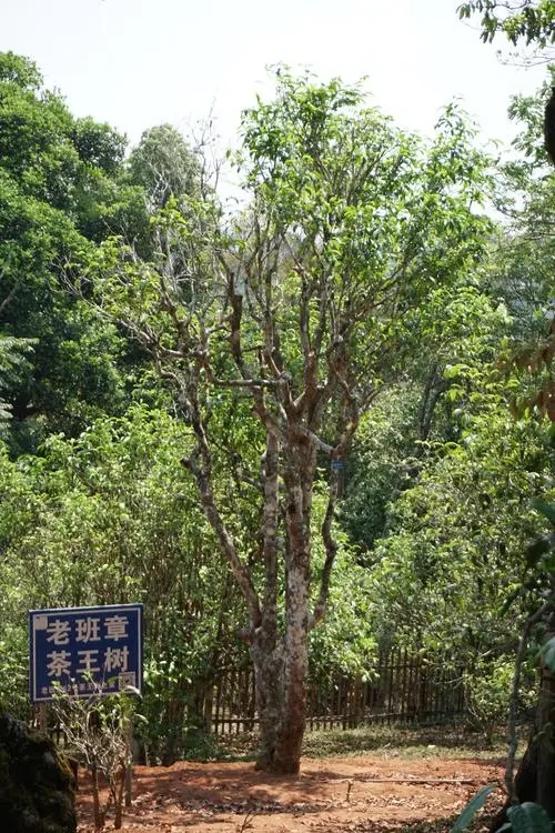 2024年老班章古樹春茶特點(diǎn)是什么？