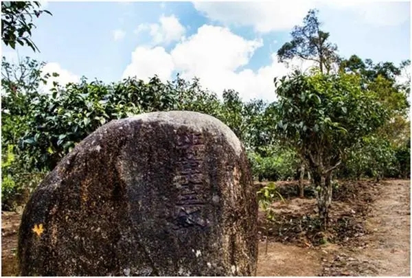 2024年老班章古樹春茶多少一公斤？