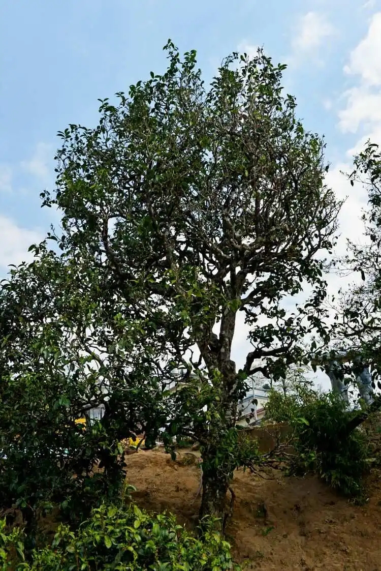 2024年冰島老寨古樹春茶口感是什么？