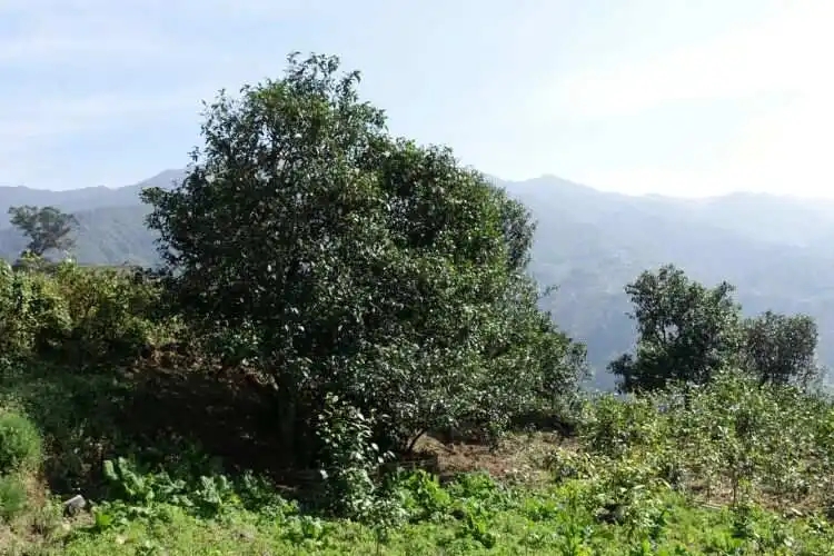 2024年冰島老寨古樹春茶特點是什么？