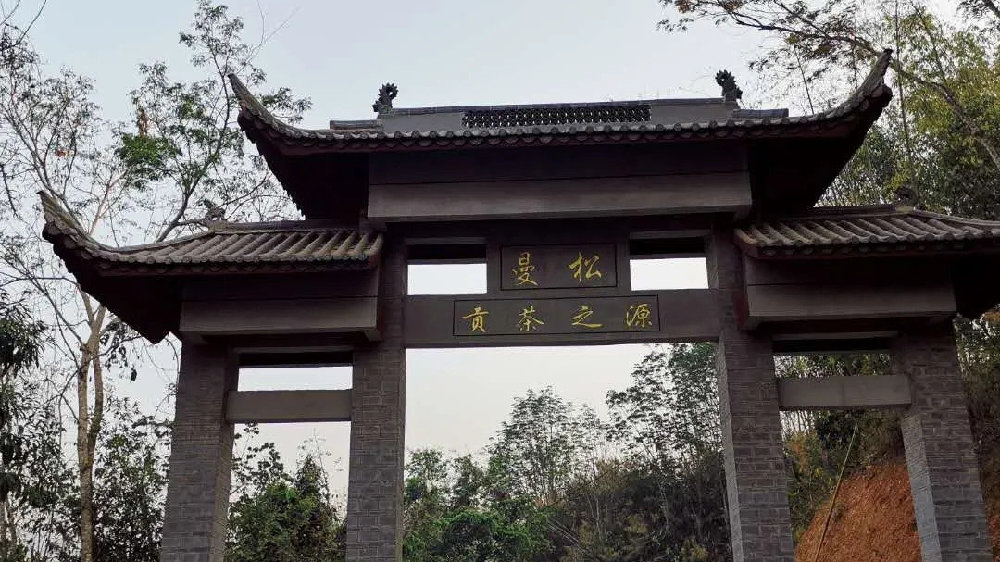 2024年曼松古樹春茶品質如何？