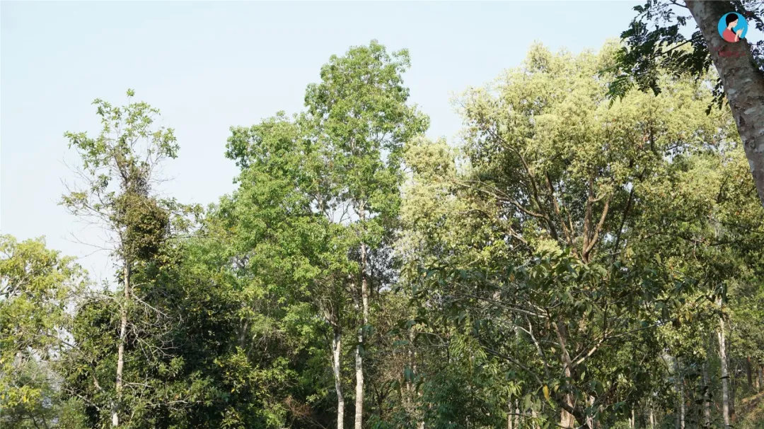 2024年曼松古樹春茶多少錢一公斤？