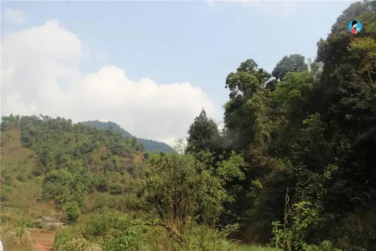 2024年薄荷塘古樹春茶品質(zhì)怎么樣？