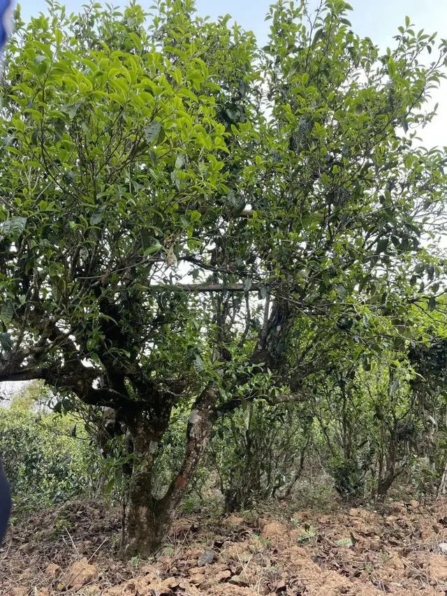 2024年薄荷塘古樹春茶價格是多少？