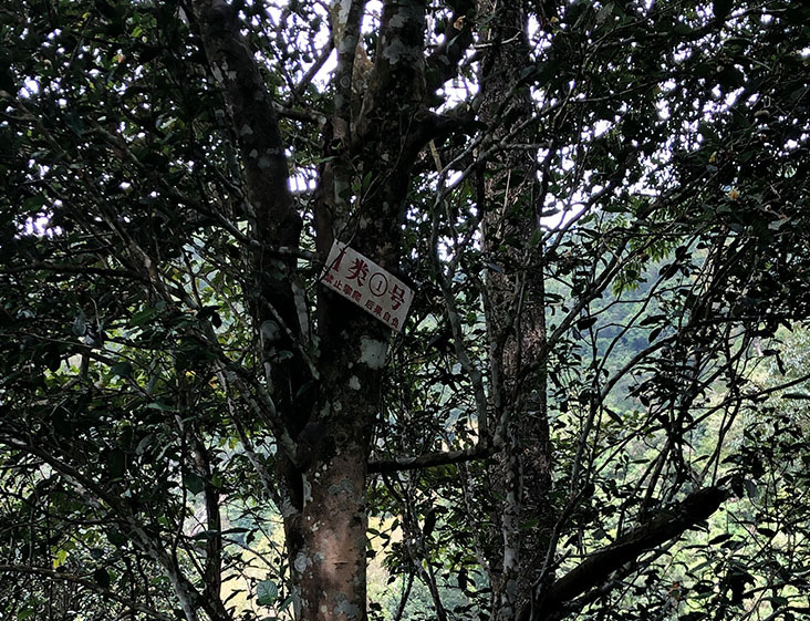 2024年薄荷塘古樹春茶多少錢一公斤？