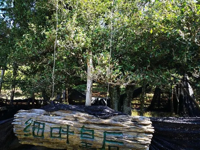 2024年困鹿山古樹春茶口感如何？