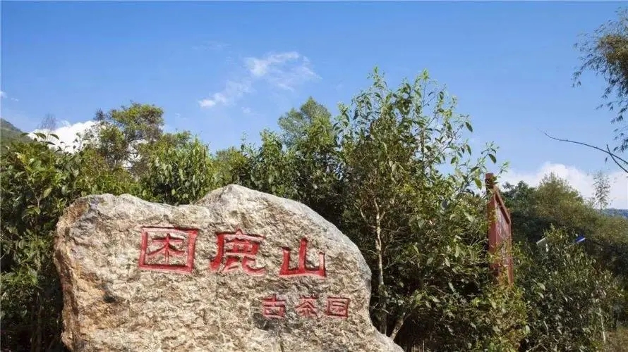 2024年困鹿山古樹春茶特點是什么?