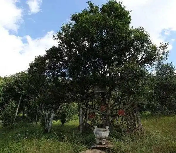 2024年困鹿山古樹春茶價(jià)格是多少？