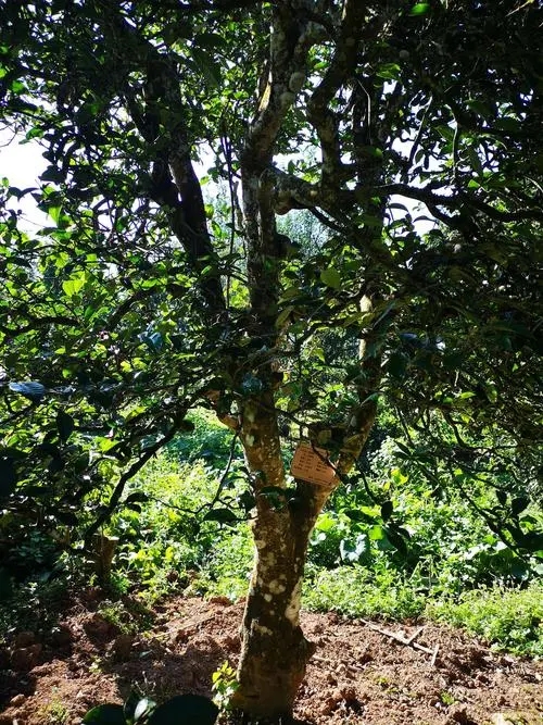 2024年困鹿山古樹春茶多少錢一公斤？