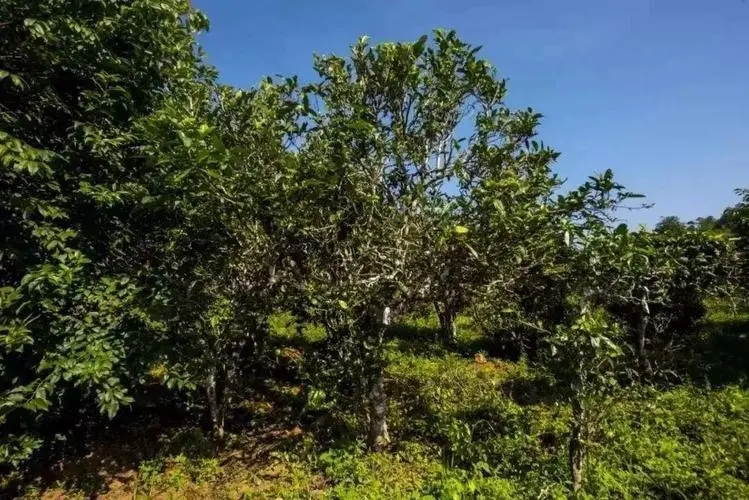 2024年迷帝古樹春茶特點(diǎn)是什么？