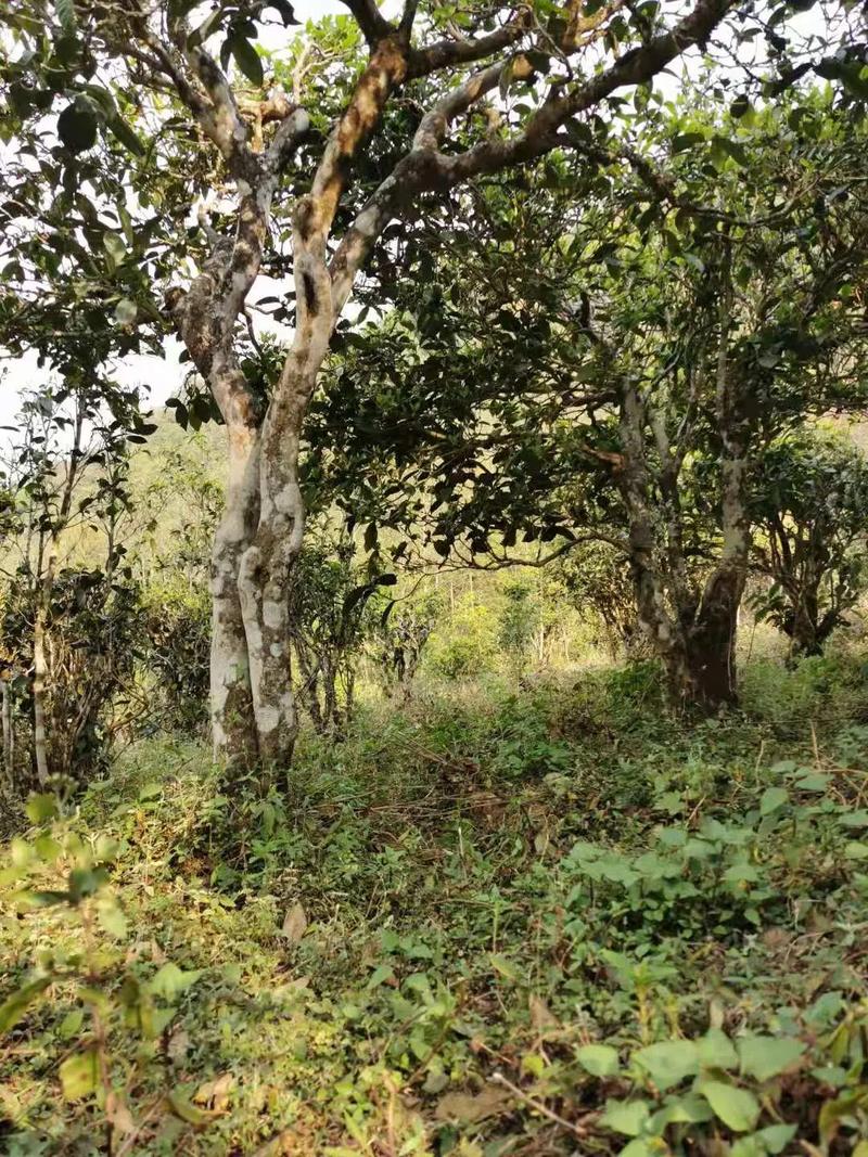 2024年迷帝古樹春茶品質(zhì)怎么樣？