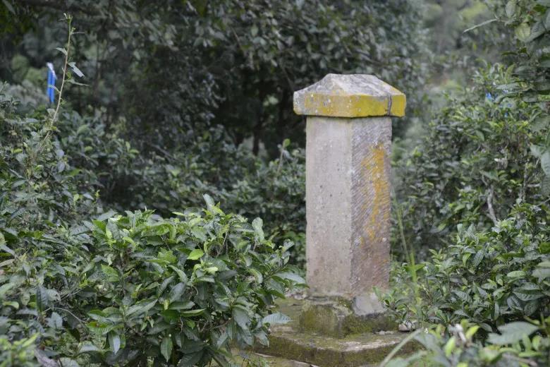 2024年迷帝古樹春茶價格是多少？