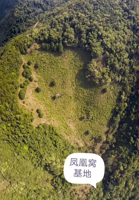 2024年墨江鳳凰窩古樹春茶口感如何？