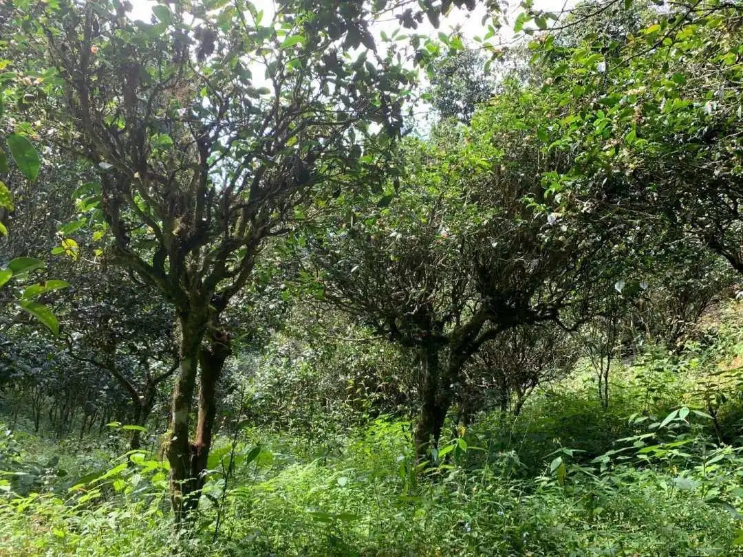 2024年墨江鳳凰窩古樹春茶品質(zhì)怎么樣？