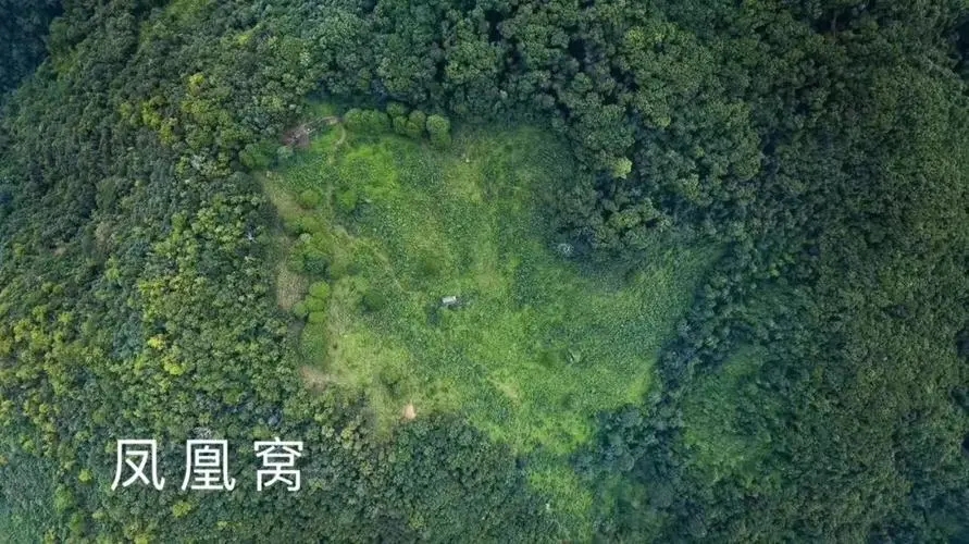 2024年墨江鳳凰窩古樹春茶價(jià)格是多少？