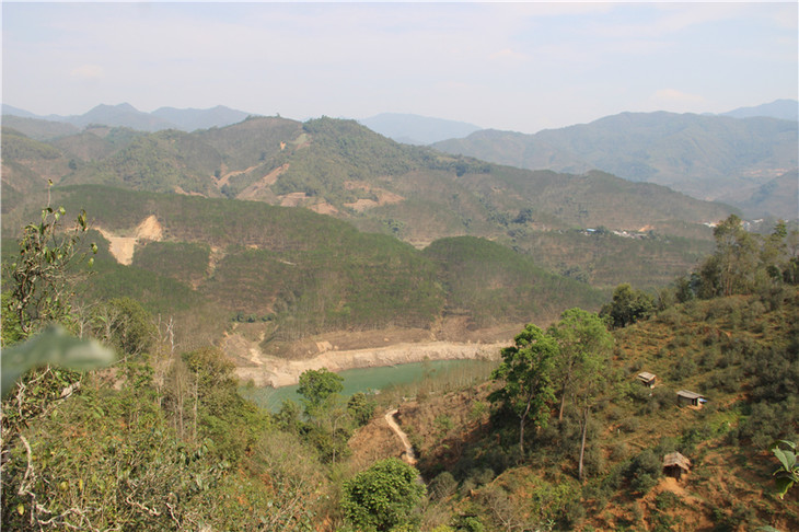 2024年昔歸古樹春茶口感是什么？