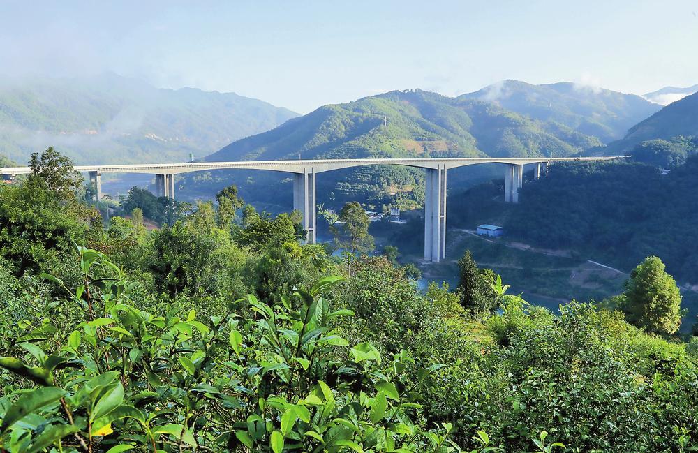 2024年昔歸古樹春茶品質(zhì)如何？