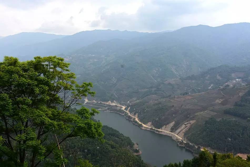 2024年磨烈古樹春茶多少錢一公斤？