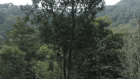 2025年易武古樹春茶價(jià)格是多少？