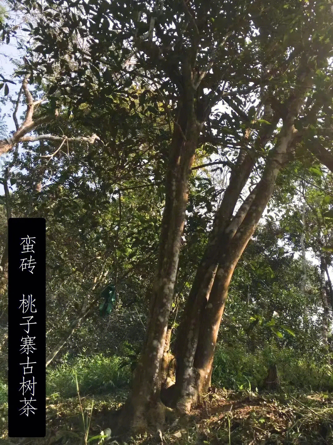 2025年蠻磚古樹春茶口感怎么樣？