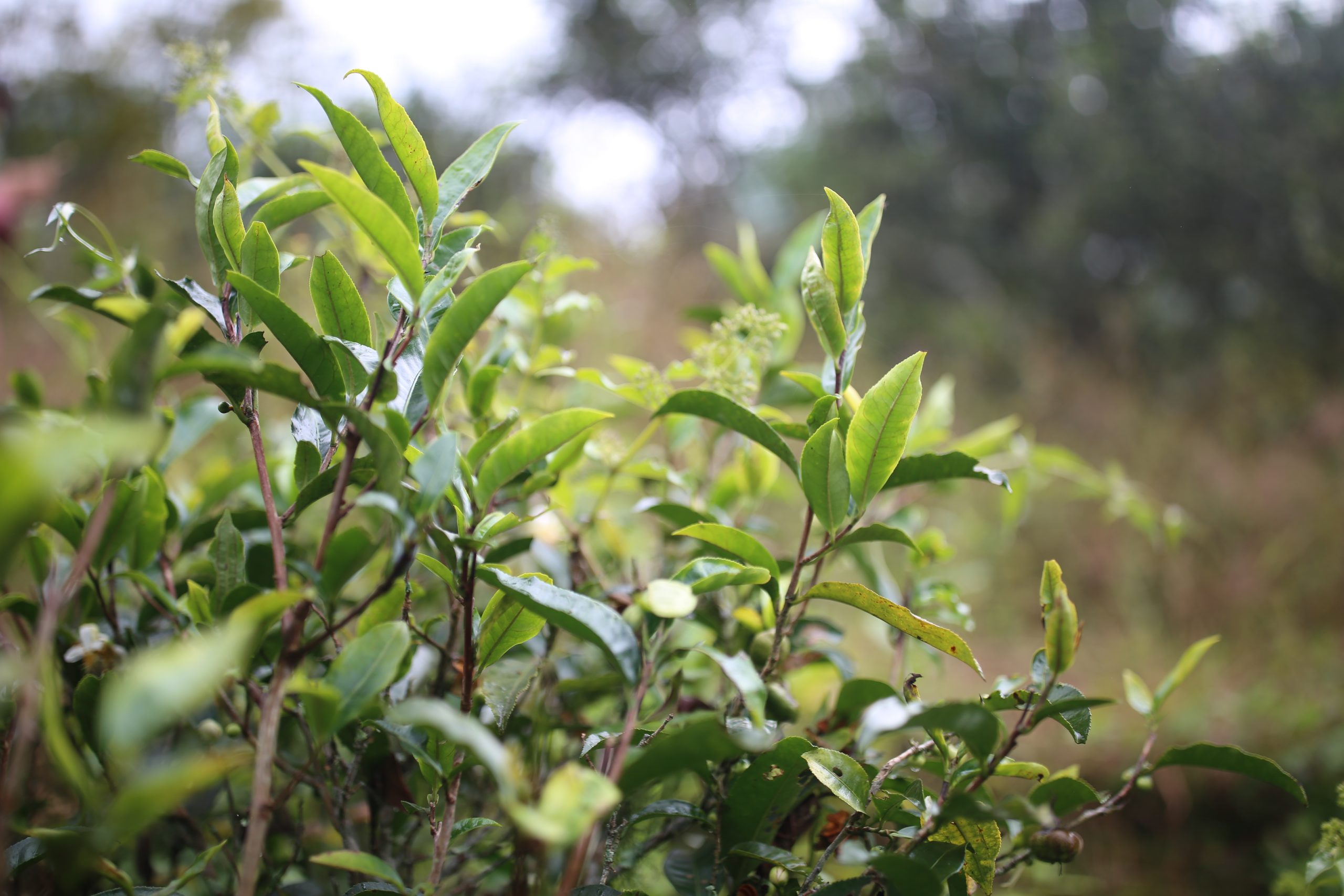 2025年蠻磚古樹春茶多少錢一公斤？