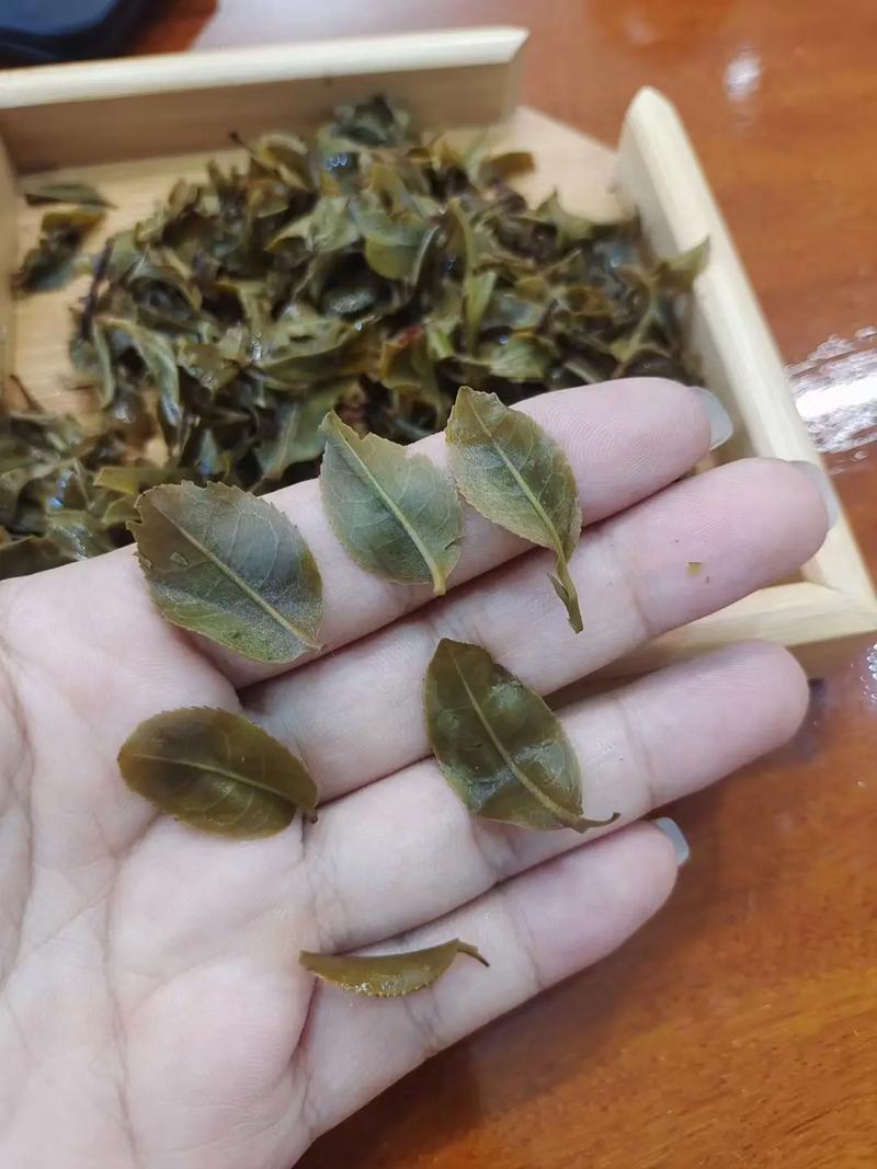 倚邦頭春茶，小葉種的春天