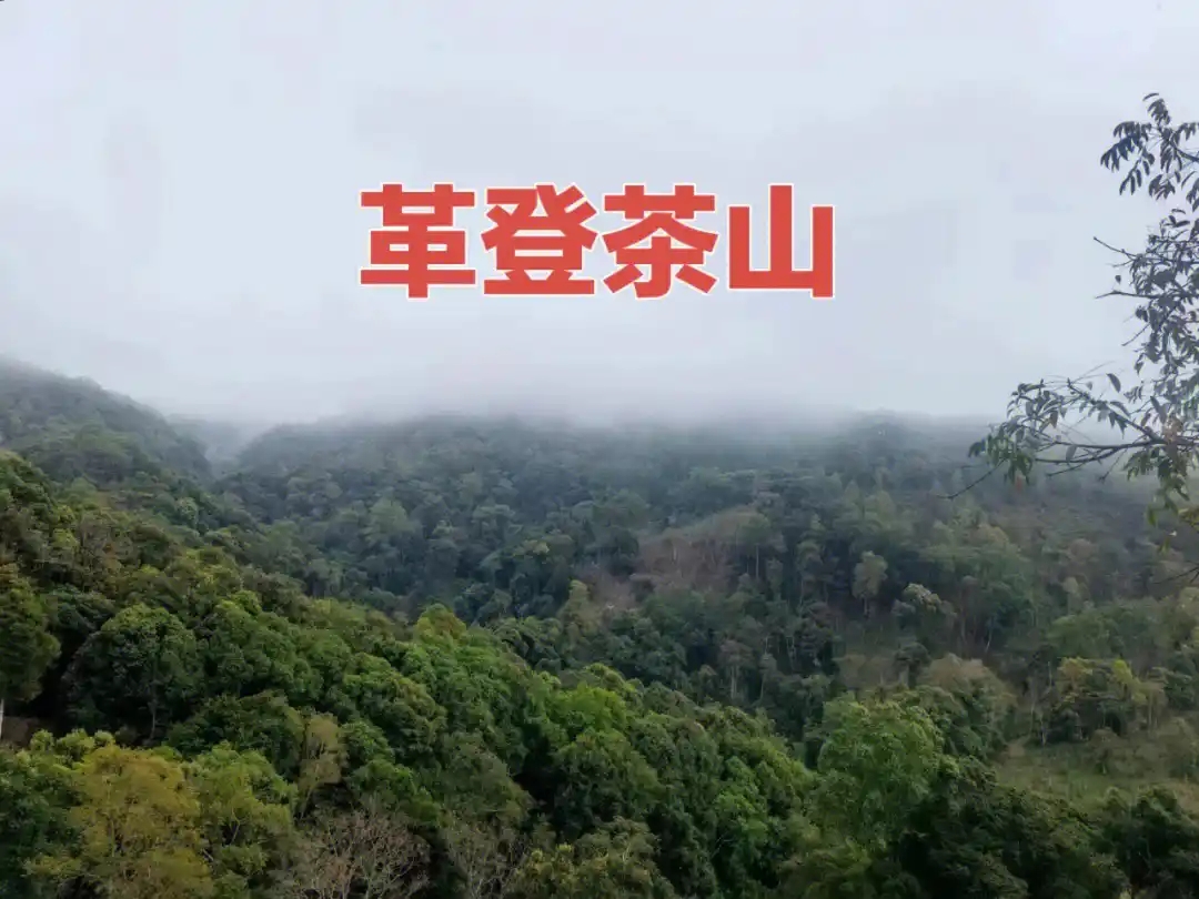 普洱茶古六大茶山之革登茶山