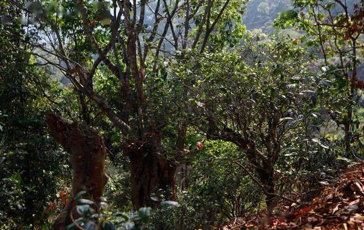 先有莽枝牛滾塘，之后才有普洱府